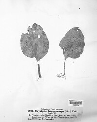 Phyllactinia fraxini image